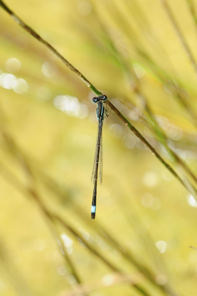 In un laghetto:  Coenagrion scitulum e Ischnura elegans